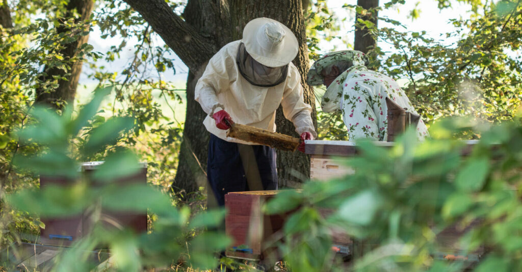 Apicultura Miel Natural PG