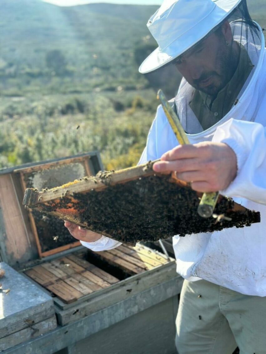 Apicultura Miel Natural PG